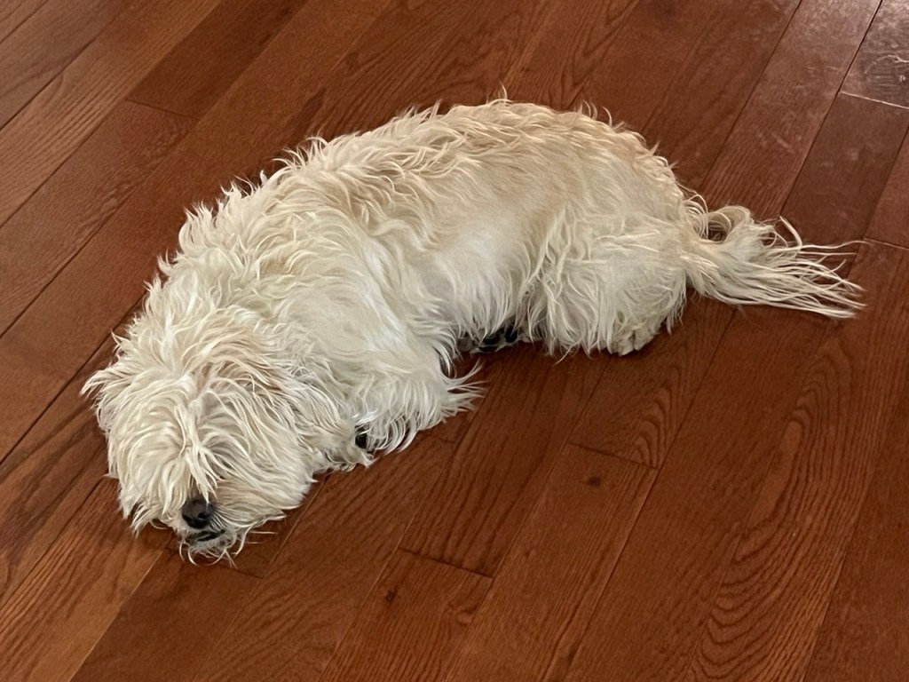 Lazy Saturday blogging: Despondent&nbsp;dog